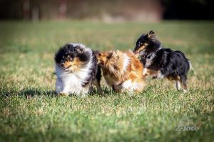 signal-attachment-2020-01-06-211201 010