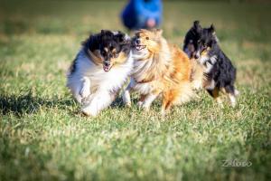 signal-attachment-2020-01-06-211201 011