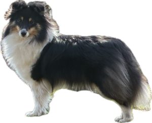 signal-2026-03-17-082105