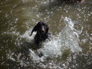 erster Schwimmversuch  