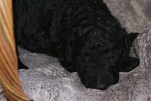 Cassandra_15 Tage alt_2   