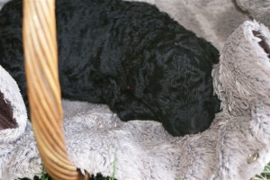 Cassandra_15 Tage alt_3   