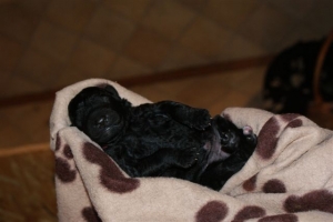 Cassandra_3 Tage alt_1   