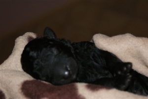 Cassandra_3 Tage alt_2   