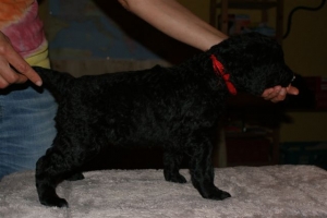 Cassandra_4 Wochen alt_1   