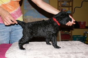 Cassandra_4 Wochen alt_2   