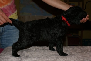 Cassandra_4 Wochen alt_3   