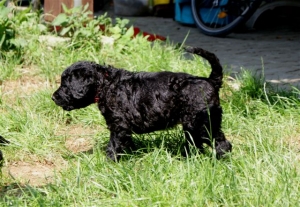 Cassandra_5 Wochen alt_1   