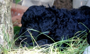 Cassandra_5 Wochen alt_2   