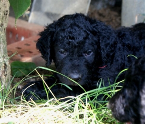 Cassandra_5 Wochen alt_3   