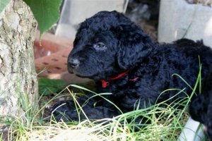 Cassandra_5 Wochen alt_4   