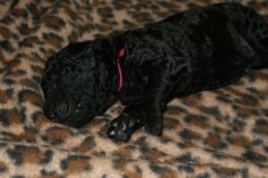 Cassandra_8 Tage alt_1   