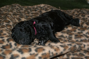 Cassandra_8 Tage alt_3   