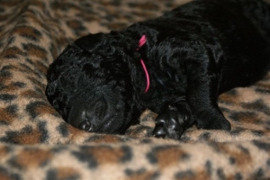 Cassandra_8 Tage alt_4   