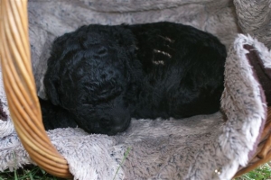 Chelsea_15 Tage alt_1  