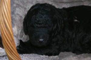 Chelsea_15 Tage alt_2  