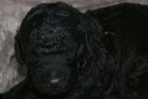 Chelsea_15 Tage alt_3  