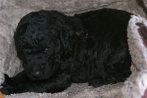 Chelsea_15 Tage alt_4  