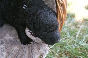 Chelsea_15 Tage alt_5  