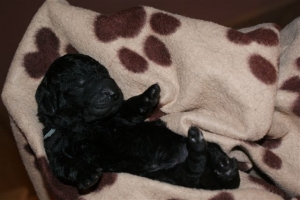 Chelsea_3 Tage alt_1 