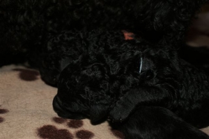 Chelsea_3 Tage alt_2 