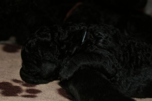 Chelsea_3 Tage alt_3 