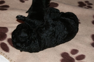 Chelsea_3 Tage alt_4  