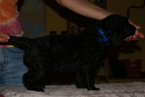 Chelsea_4 Wochen alt_1  