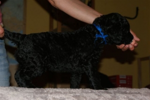 Chelsea_4 Wochen alt_2  