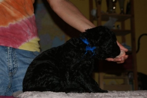 Chelsea_4 Wochen alt_3  