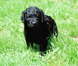 Chelsea_5 Wochen alt_1  