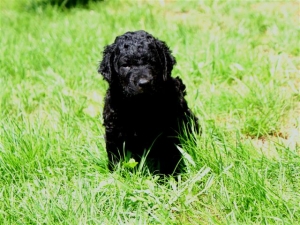 Chelsea_5 Wochen alt_2  