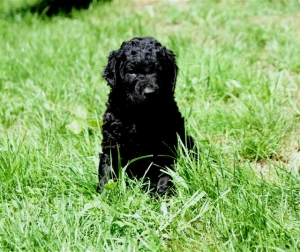 Chelsea_5 Wochen alt_3  