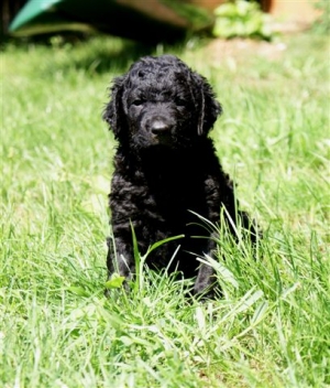 Chelsea_5 Wochen alt_4  