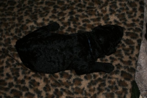 Chelsea_8 Tage alt_1  