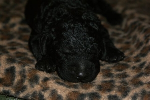 Chelsea_8 Tage alt_2  