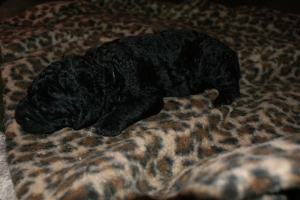 Chelsea_8 Tage alt_3  