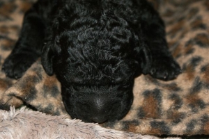 Chelsea_8 Tage alt_4  