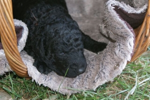 Chilli_15 Tage alt_1  