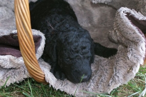 Chilli_15 Tage alt_2  