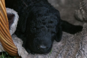 Chilli_15 Tage alt_3  