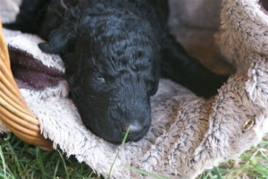 Chilli_15 Tage alt_4  