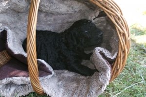 Chilli_15 Tage alt_5  