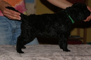 Chilli_4 Wochen alt_1    