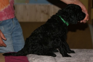 Chilli_4 Wochen alt_3    