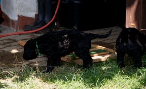 Chilli_5 Wochen alt_1    