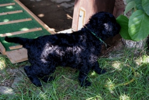 Chilli_5 Wochen alt_2    