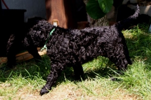 Chilli_5 Wochen alt_3    