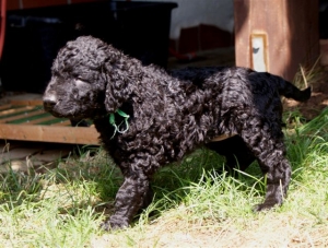 Chilli_5 Wochen alt_4    