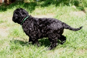 Chilli_5 Wochen alt_5    